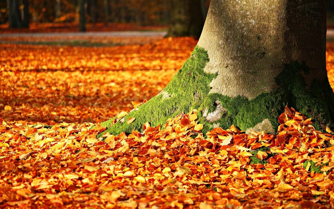 The lesson of the leaves