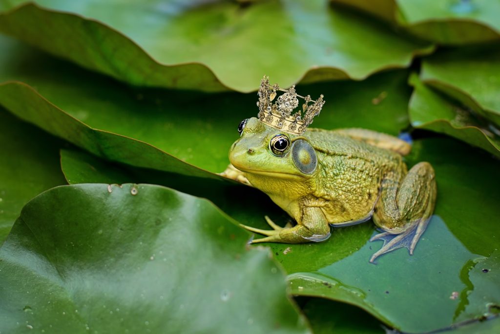 frog with crown