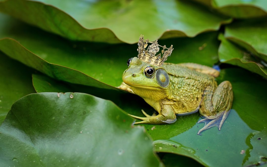 frog with crown